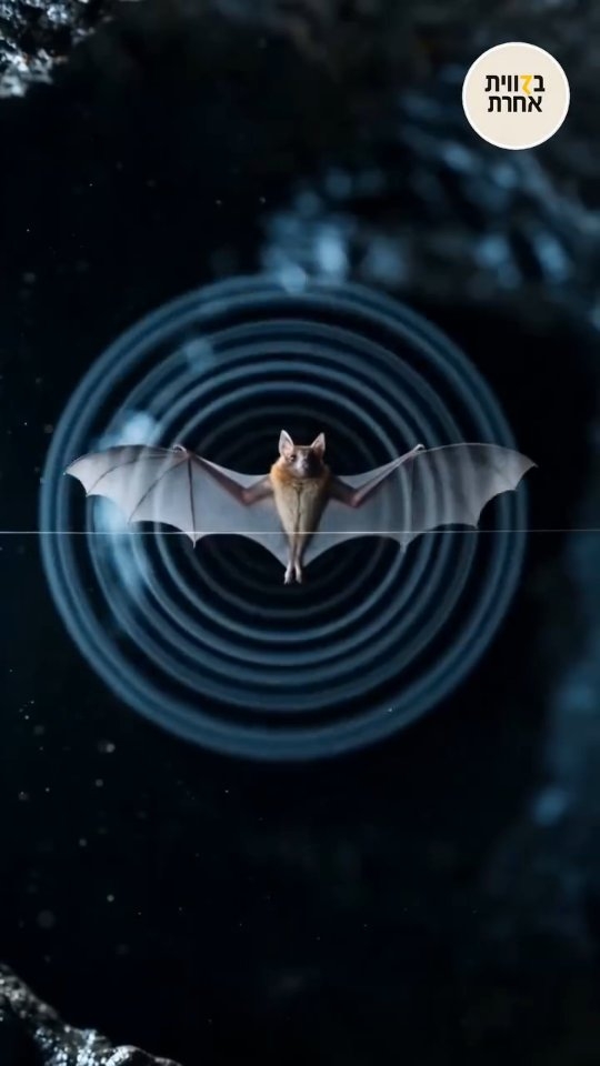הקול שרואה בחושך 🦇...