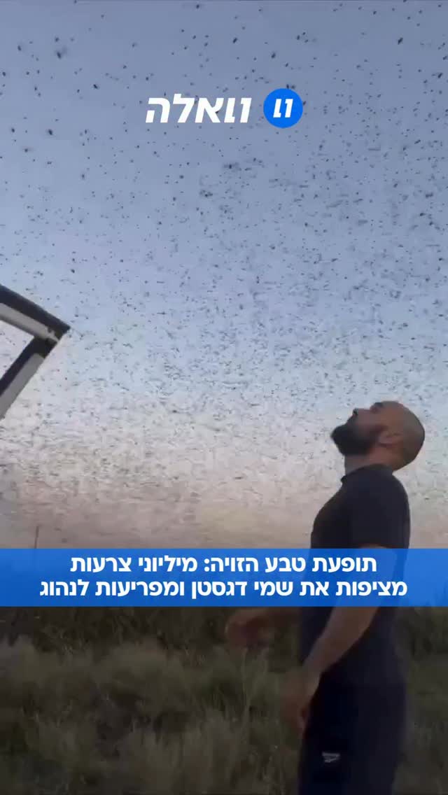 תיעוד מטורף מדרום רוסיה: להקות של מיליוני חרקים מכסות את...