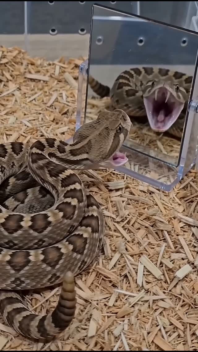 נחש רעשן מאוד כועס תוקף את עצמו 😱...