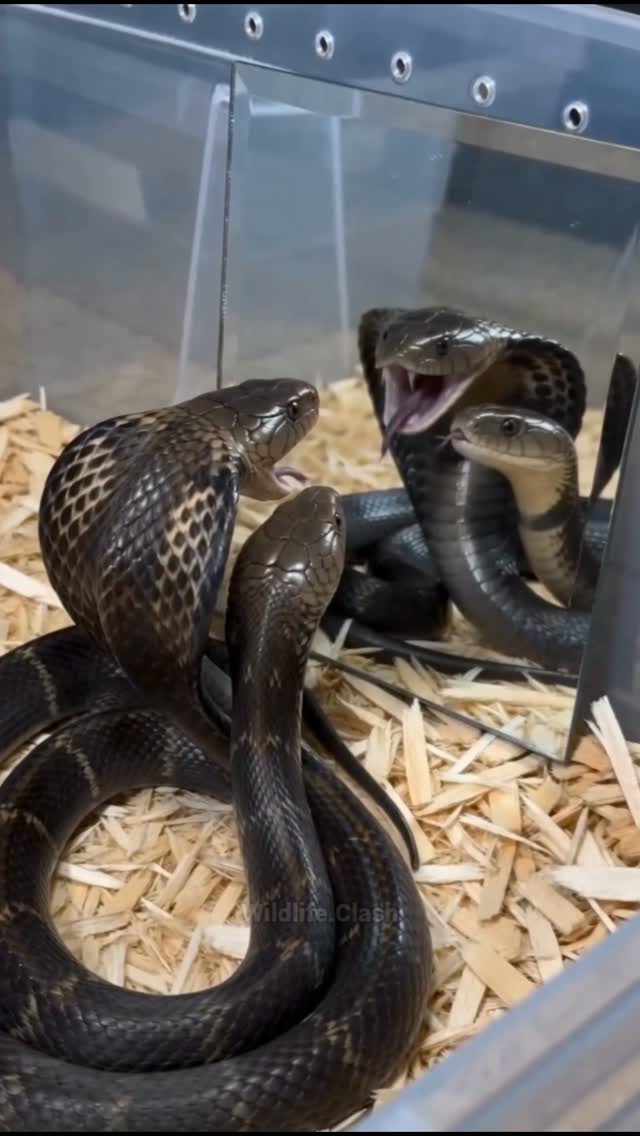 2 קוברה תוקף את עצמו מאוד עצבני 😱...