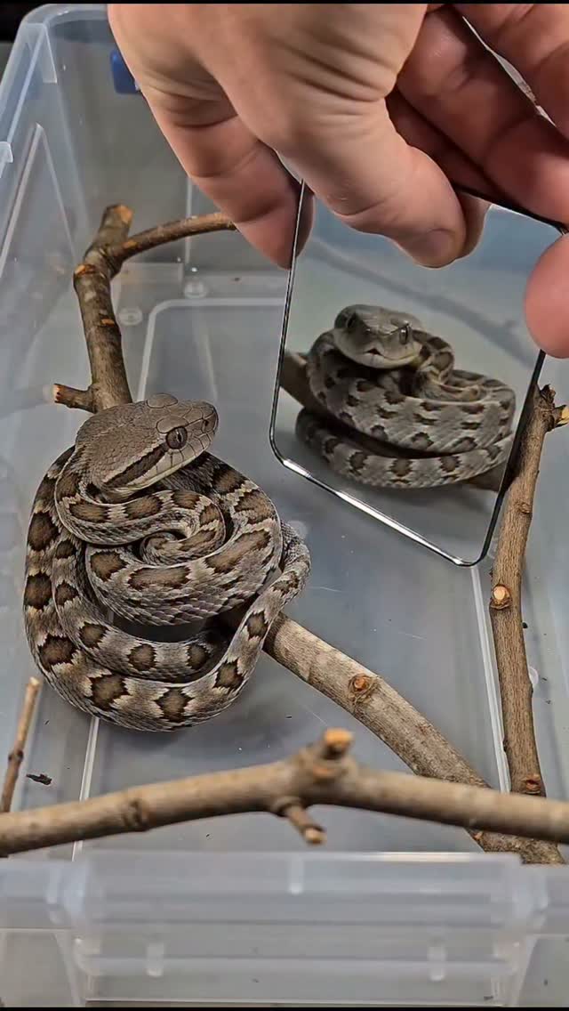 נחש בומסלנג תוקף את עצמו מאוד צפוף 😱...
