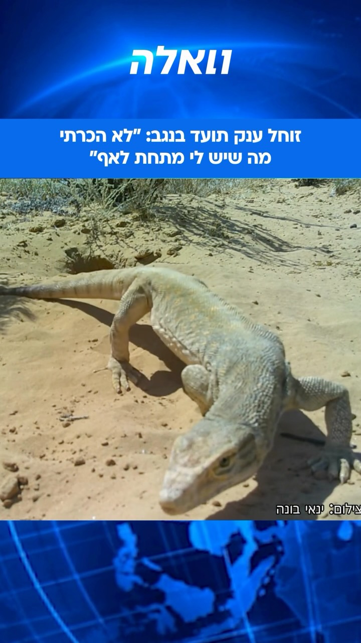 מי אמר שאין דינוזאורים בישראל? תיעוד מרתק של לטאת כוח ענקית...