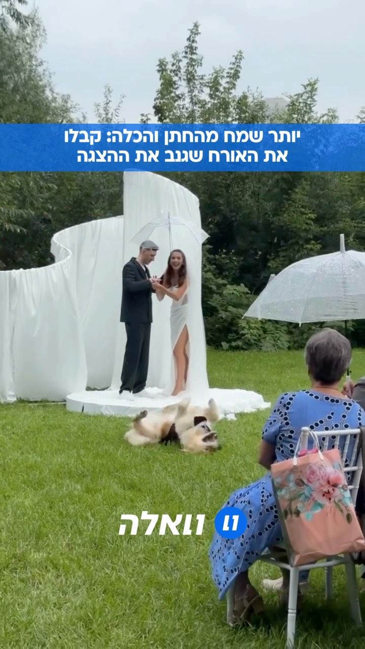 גנב את ההצגה: האורח המכובד שהתגלגל בדשא בזמן החופה וגרם לכל...