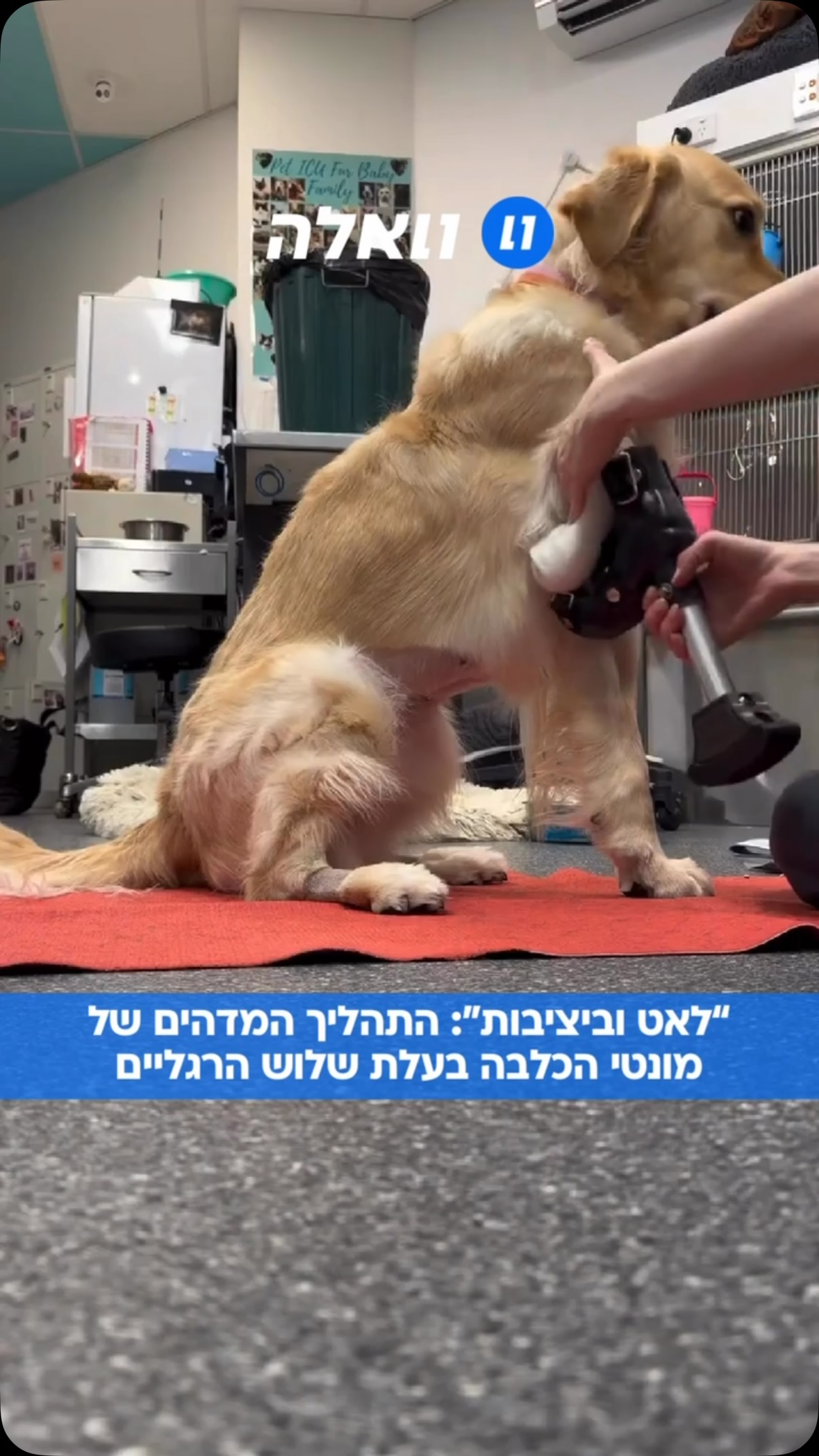 תכירו את מונטי. לכלבה המדהימה הזו אולי חסרה רגל אחת, אבל היא...
