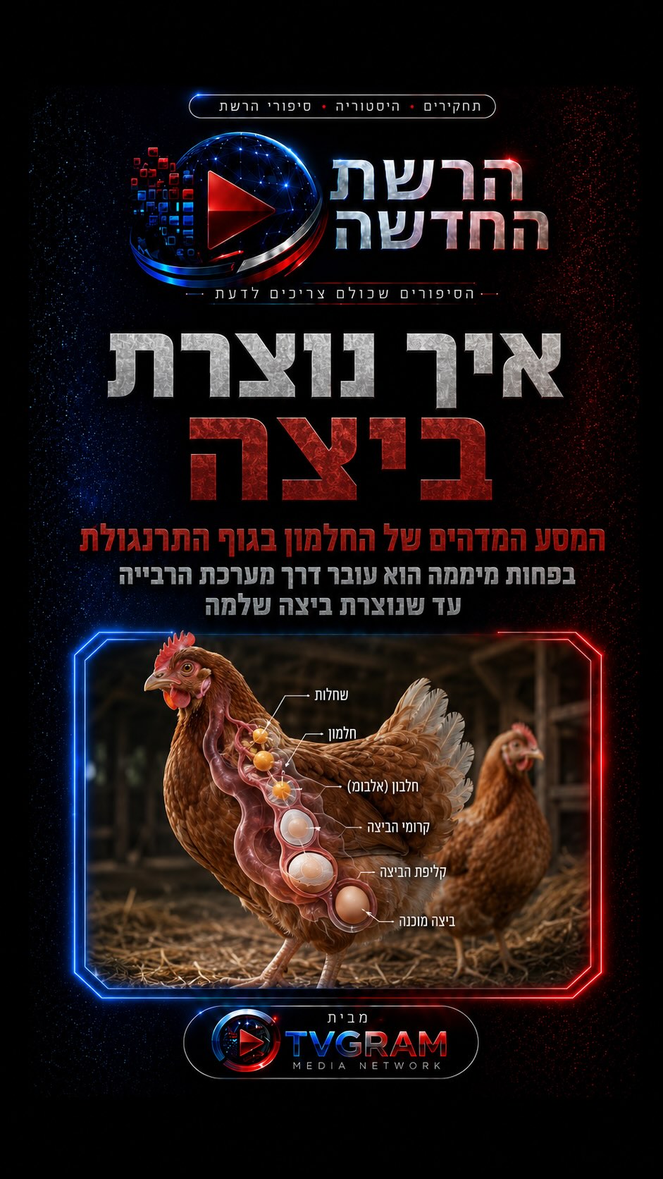 ⁨ איך תרנגולת מייצרת ביצה? 🥚...