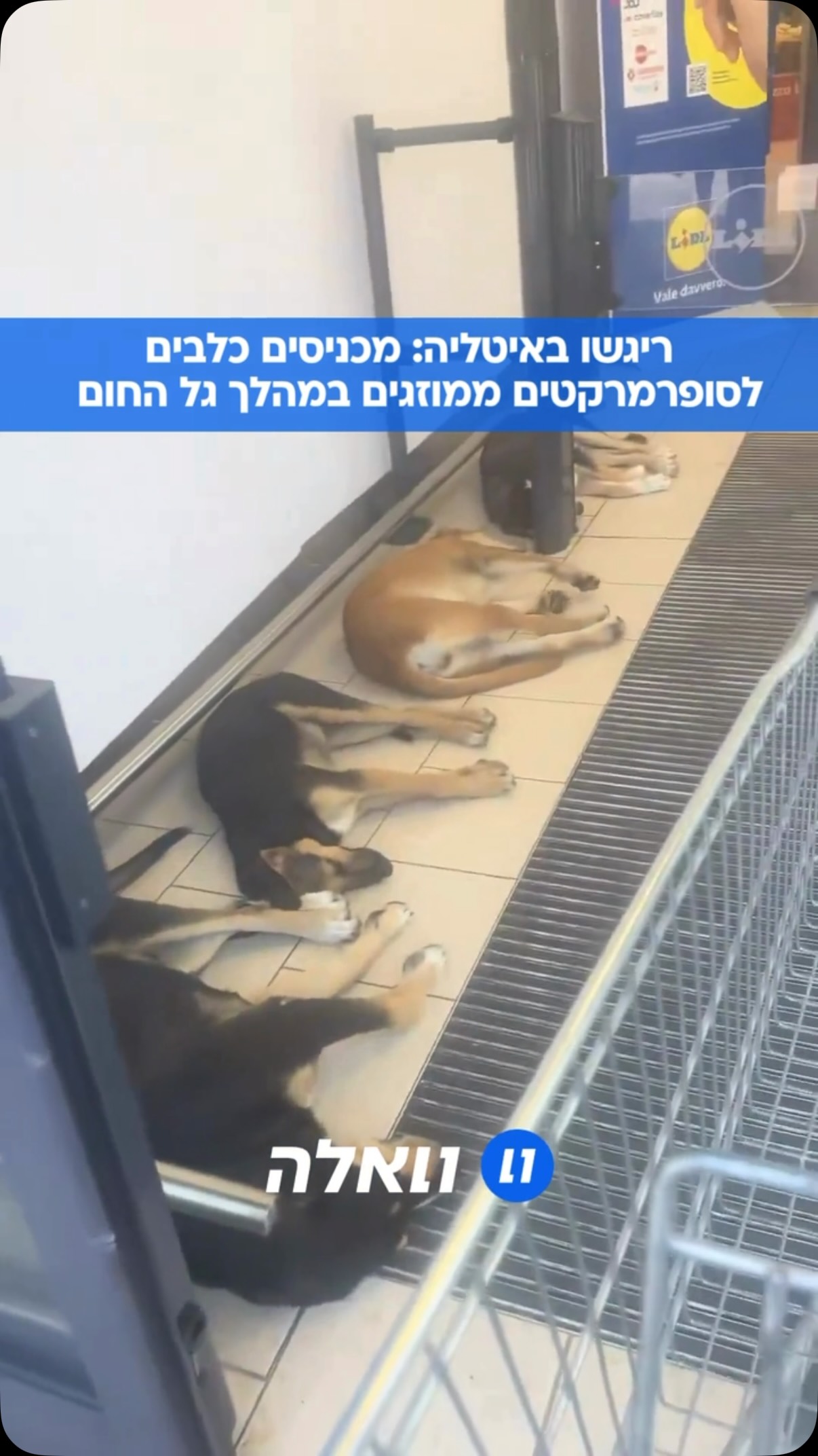 בסיציליה שבאיטליה, מותר להכניס כלבים לסופרמרקטים כדי שיוכלו...