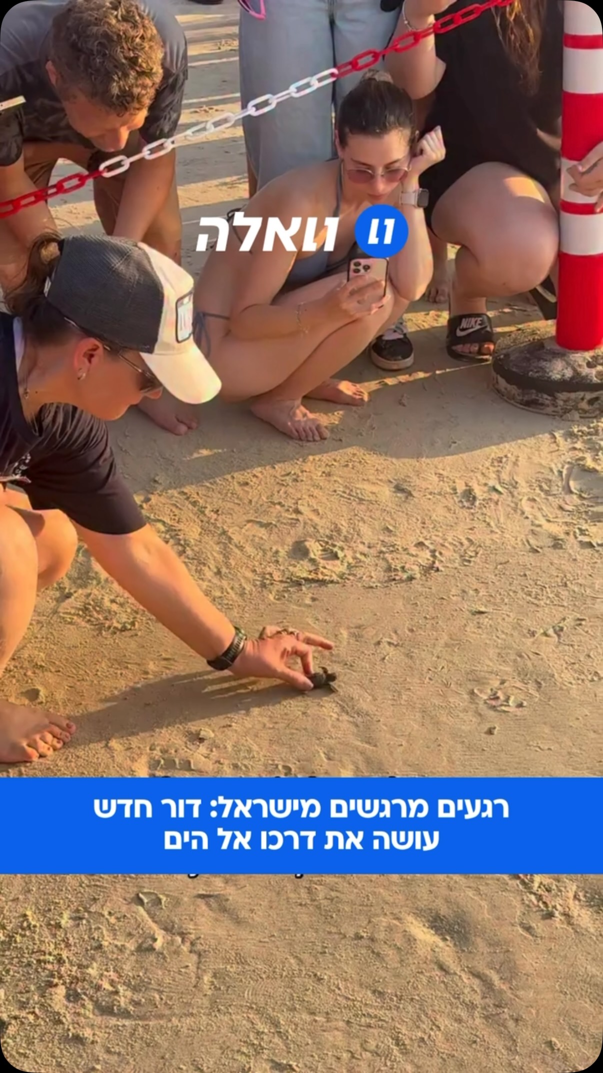 ⁨ ⁨ תיעוד מרגש: צבי ים קטנטנים במסע הראשון שלהם בחוף גדור...