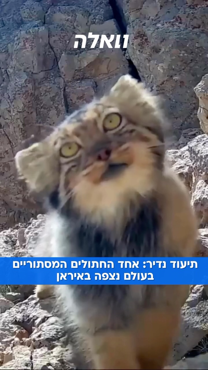 תיעוד נדיר מצפון איראן: חתול פאלאס, המכונה גם מנול, תועד באזור...