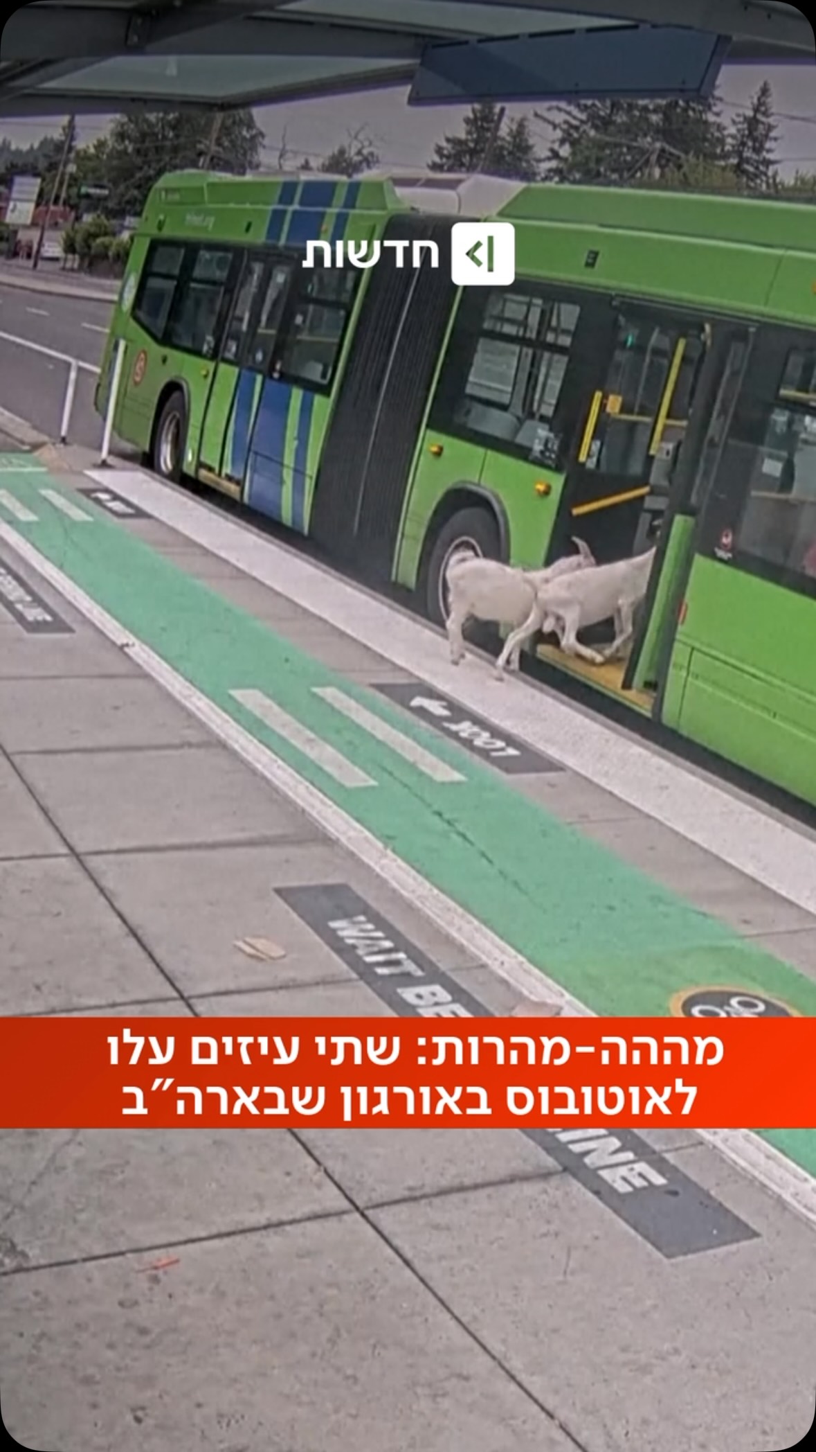 ארה״ב: שתי עיזים משוטטות נצפו עולות על אוטובוס בפורטלנד...