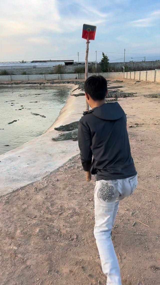 הבחור הזה לא פוחד מתנינים...