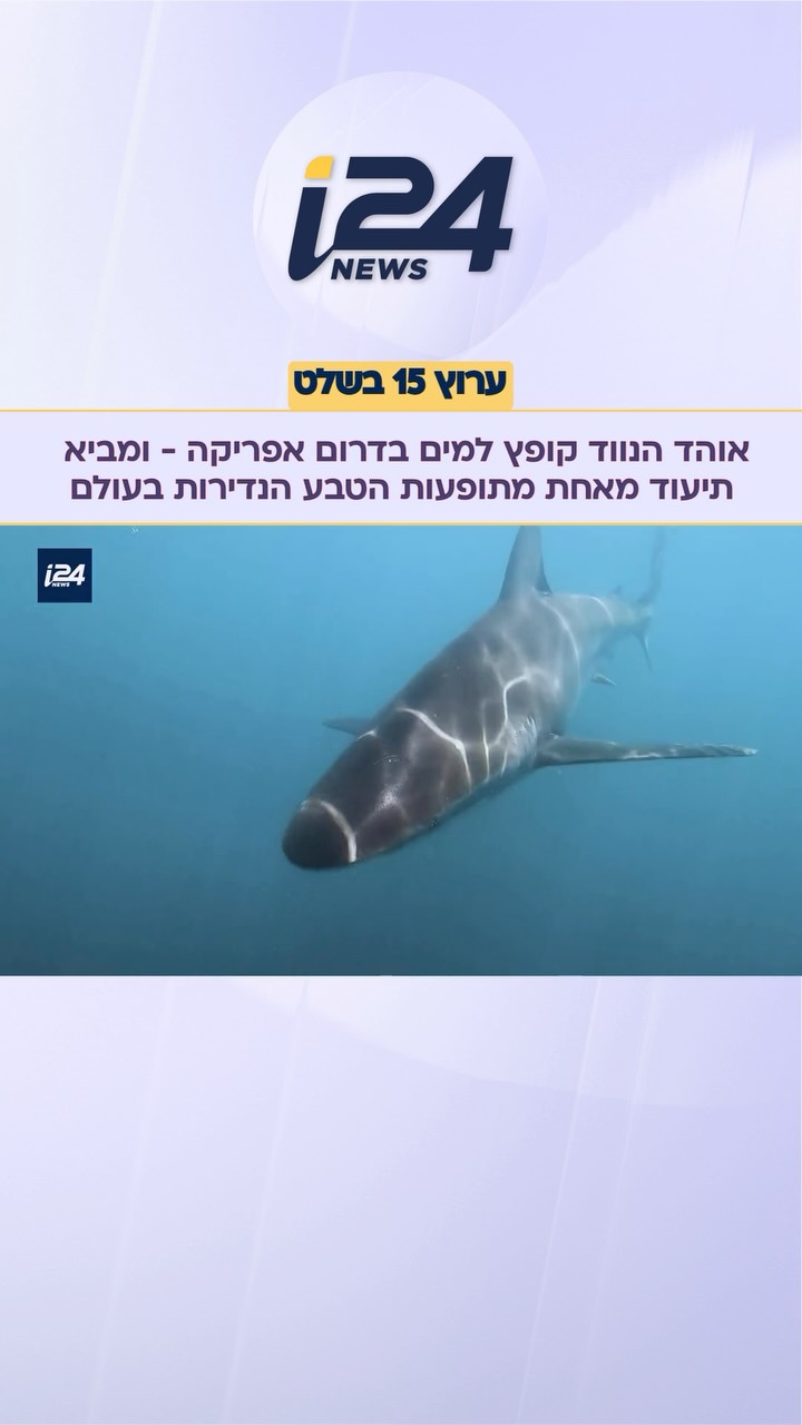 אוהד הנווד קופץ למים בדרום אפריקה, צולל עם חיות הים - ומביא...