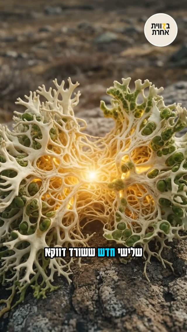 שני חצאים שנעשו שלם....