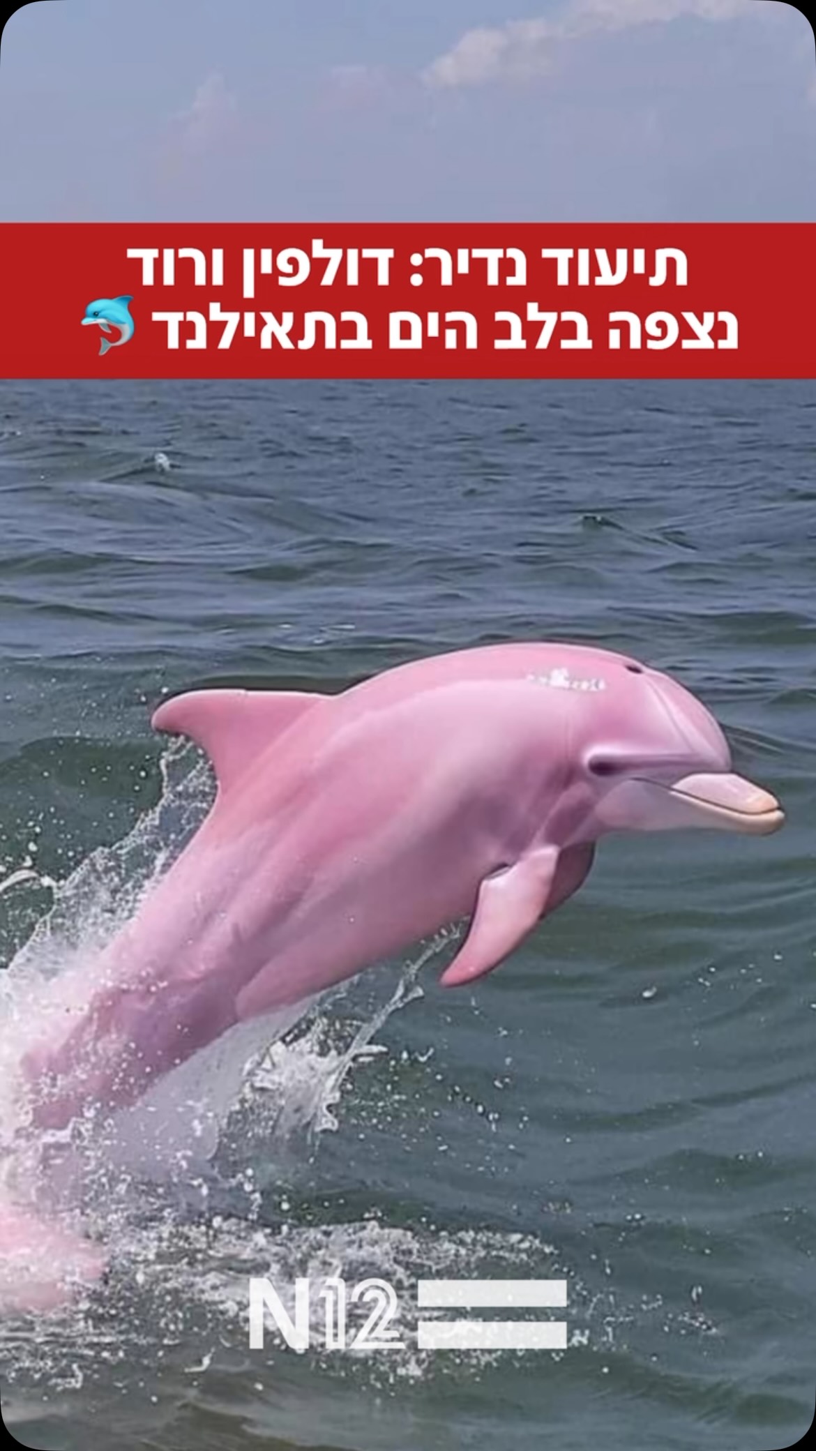 מראות שלא רואים כל יום: דולפין ורוד תועד בתאילנד 🐬😍...