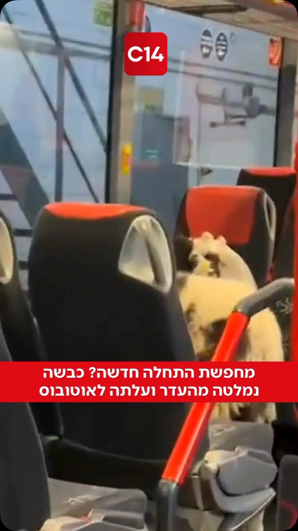 כבשה שנמלטה מעדר בגרמניה הגיעה לחניון אוטובוסים, עלתה לאחד...