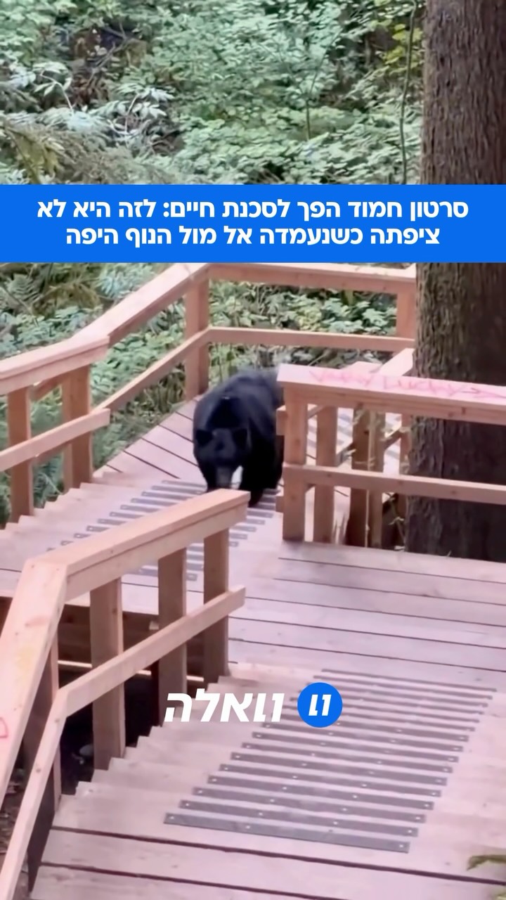 כמעט הפכה לארוחת צהריים: הבחורה הזו נעמדה מול הנוף המרהיב...