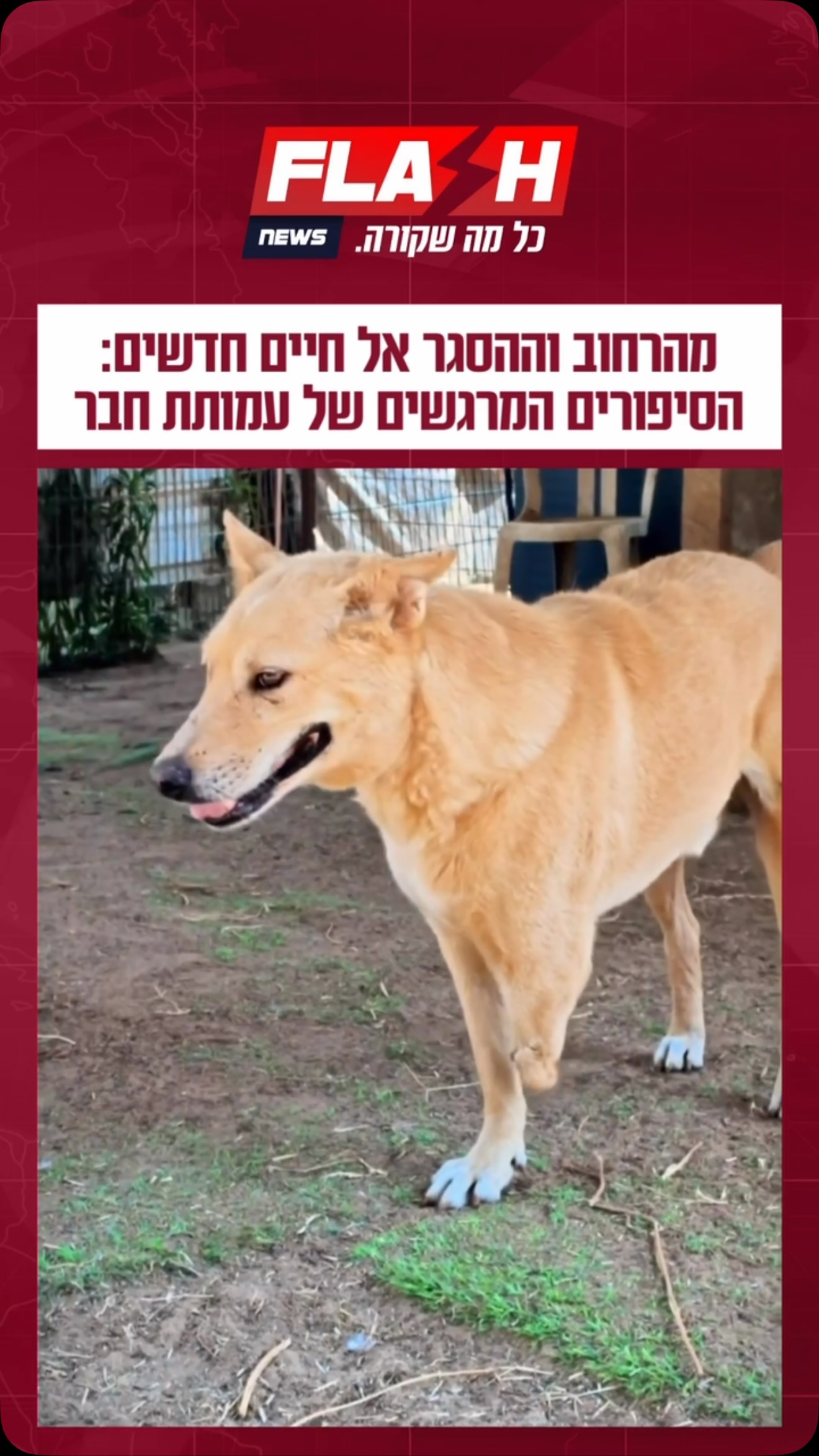 ⁨ ⁨ לכבוד יום הכלב הבינלאומי הגענו לבקר בעמותת “חבר”, שכבר...