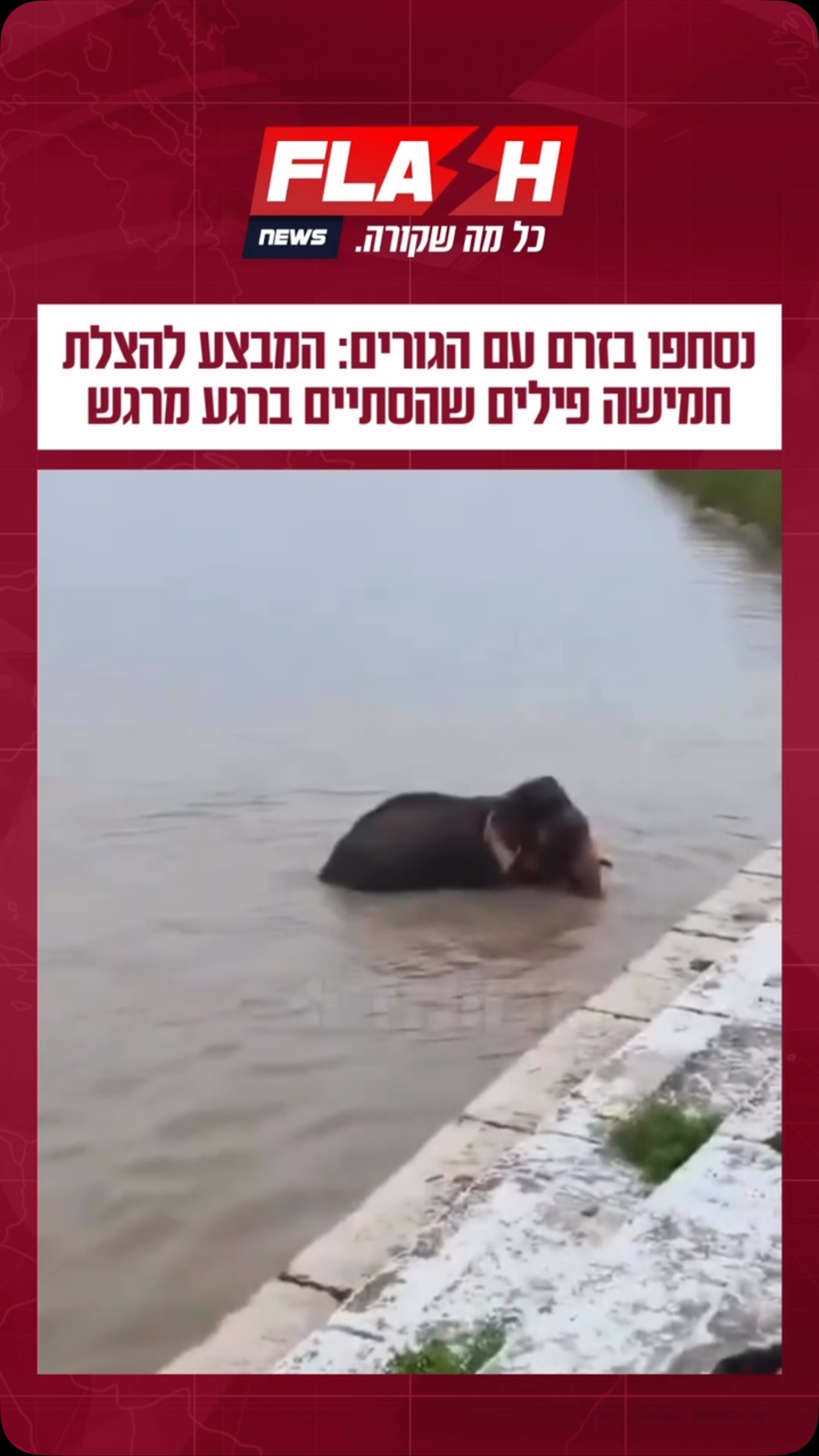 רגעים דרמטיים בנהר בין נפאל להודו: חמישה פילים נסחפו בזרם...