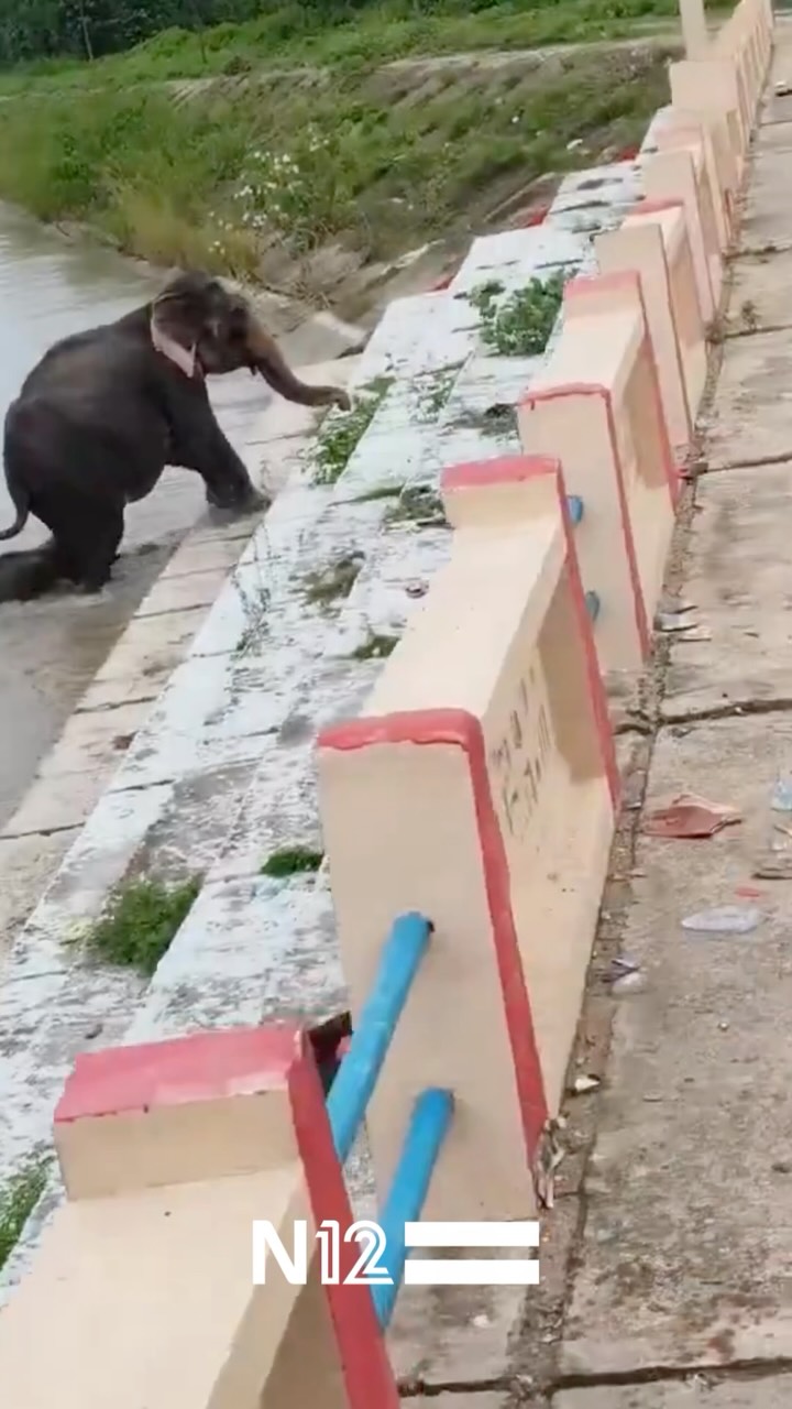 רגע אופטימי באסון: בעקבות השיטפונות העזים שהכו בנפאל, עדר של...