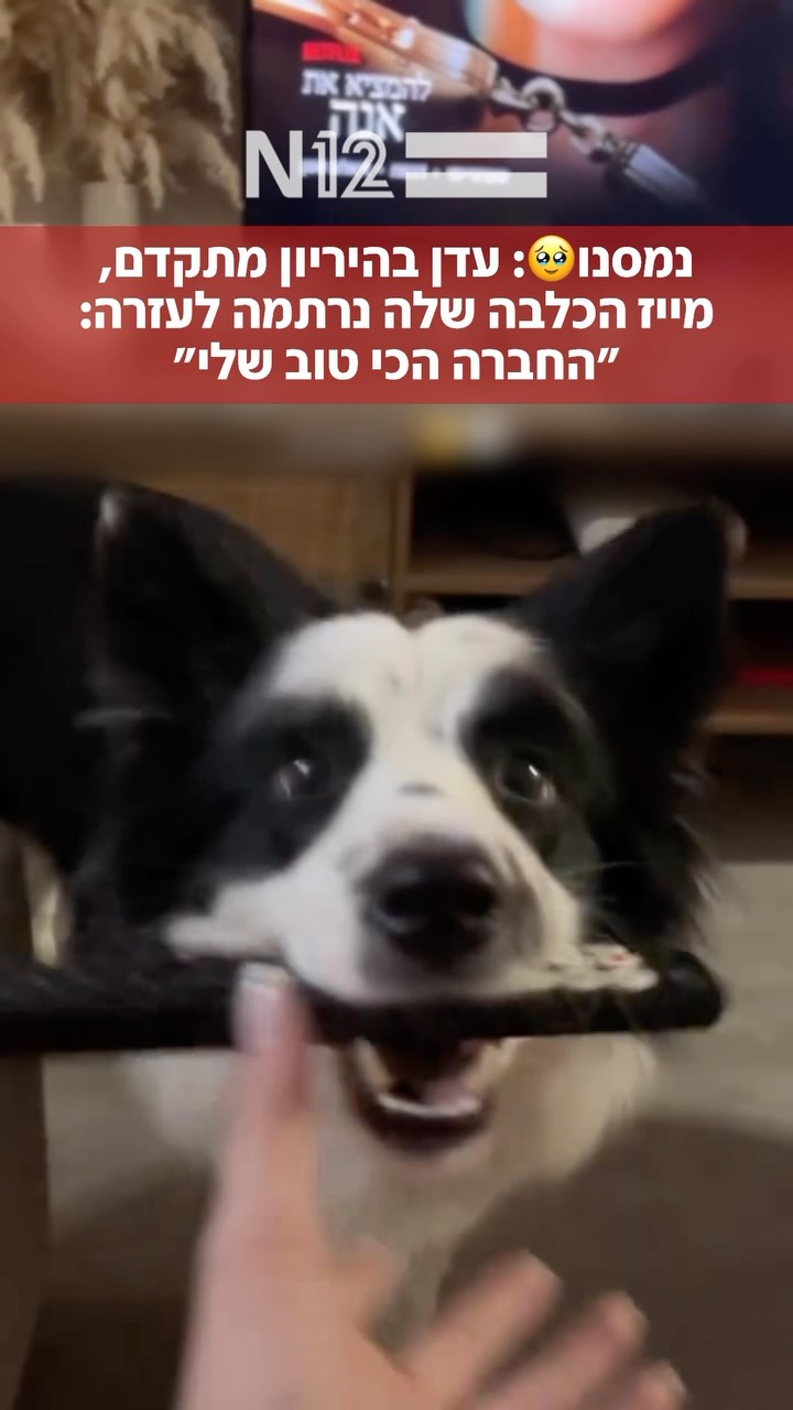 חברו הטוב של האדם: עדן, בחודש השמיני להריונה, תיעדה את מייז...