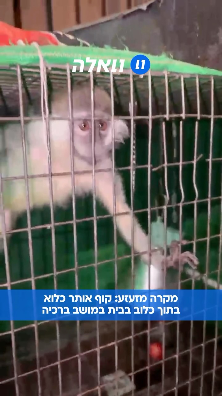 הקוף, גנון ירוק, נמצא כשהוא מוחזק בכלוב בבית במושב ברכיה. הוא...
