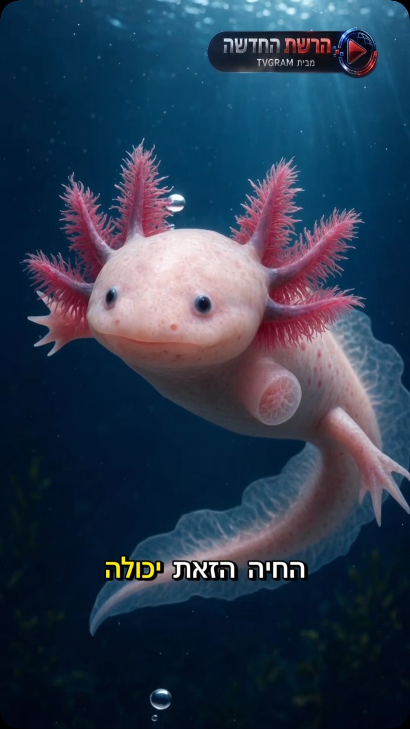 החיה הזאת יכולה לאבד רגל — ופשוט להצמיח אותה מחדש. 🤯...