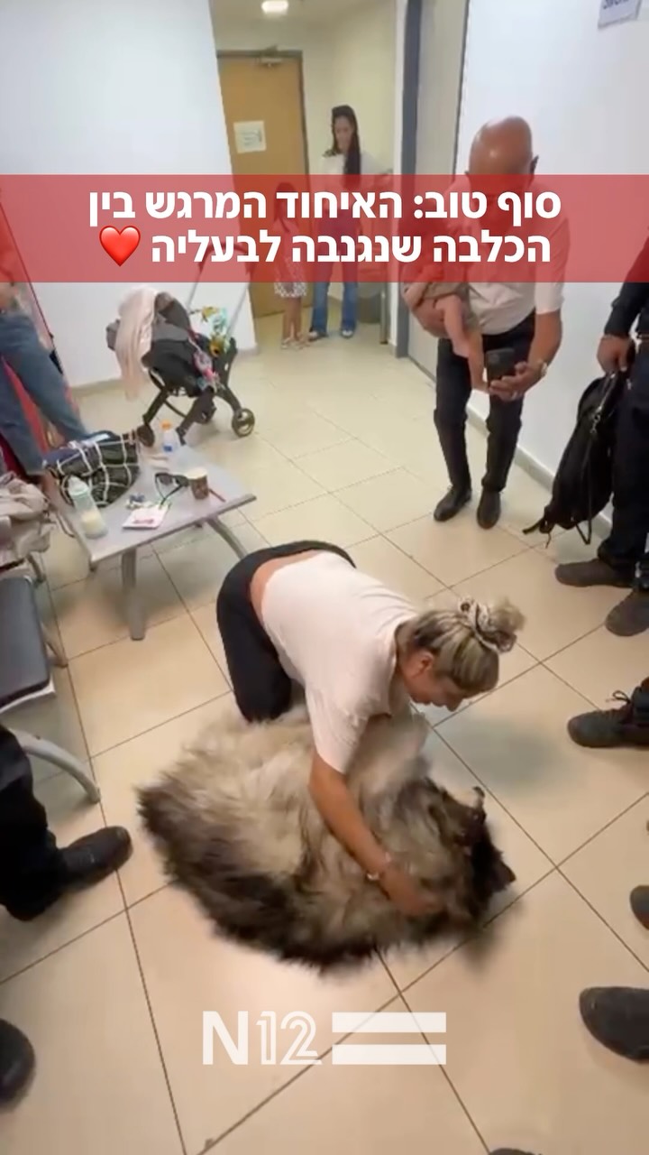סוף טוב לחיפושים בירושלים: הכלבה ליידי, שנגנבה מתוך בית...