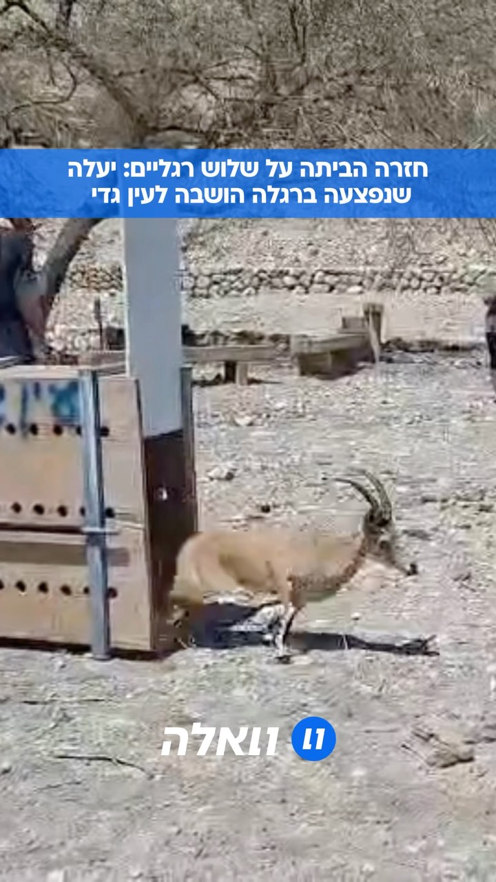 יעלה שנמצאה בשמורת עין גדי עם רגל שבורה עברה ניתוח מורכב...
