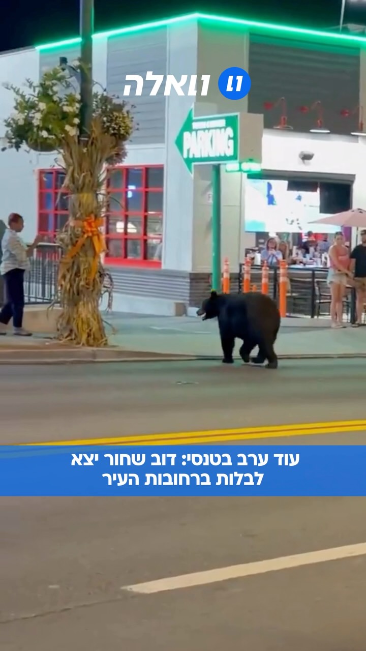 דוב שחור גדול הפתיע את המבלים במרכז גטלינבורג שבטנסי, כששוטט...