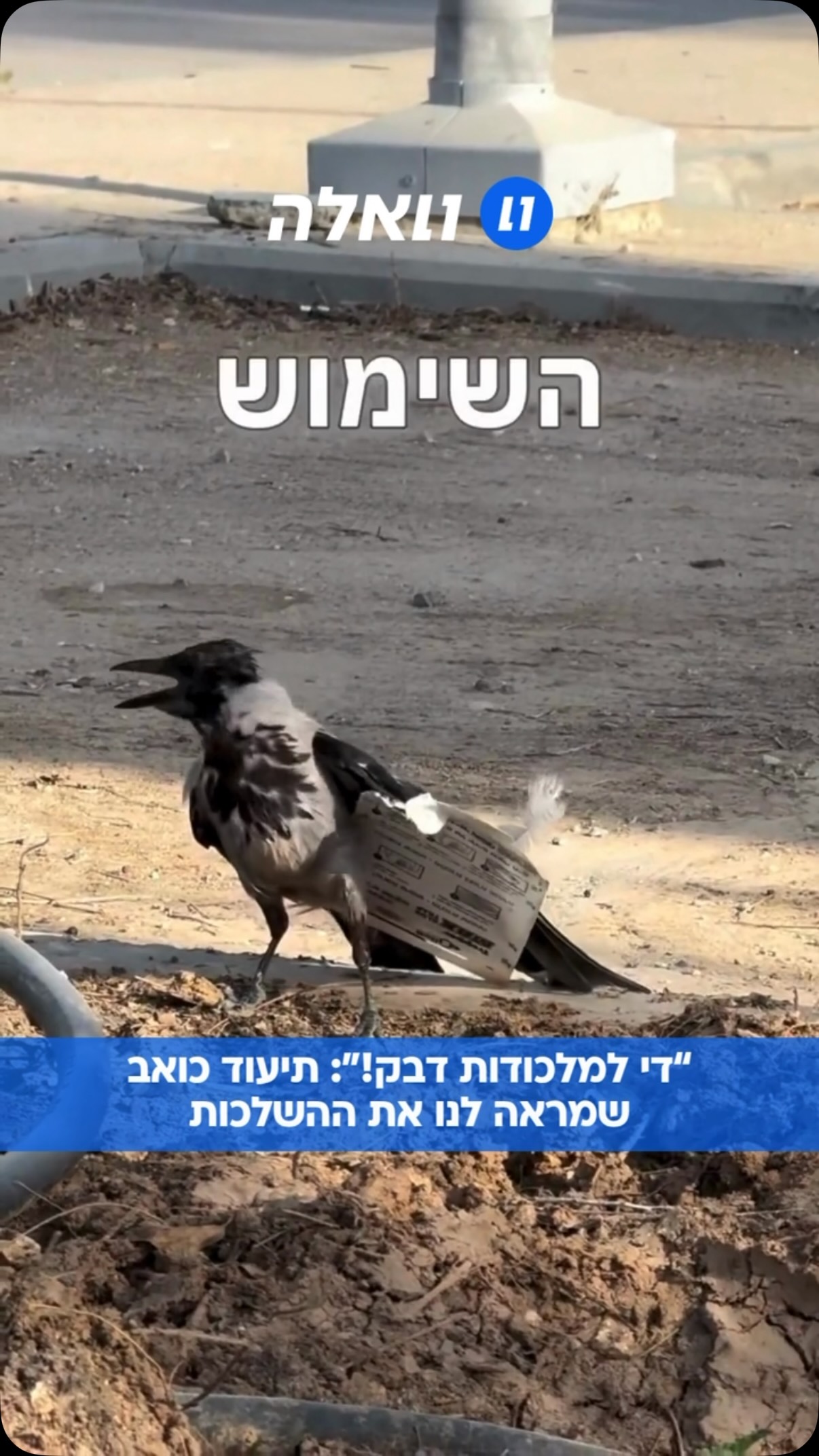 “אולי די למלכודות דבק?! די! זה פוגע בכל בעלי החיים!”: גל מצאה...