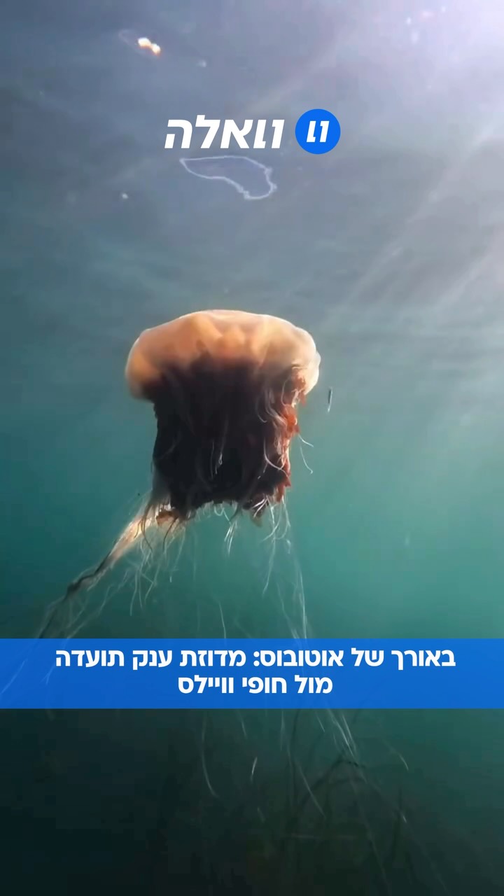 הצוללן החופשי איסטין מורגן, בן 21, נתקל במהלך צלילה מול חוף...