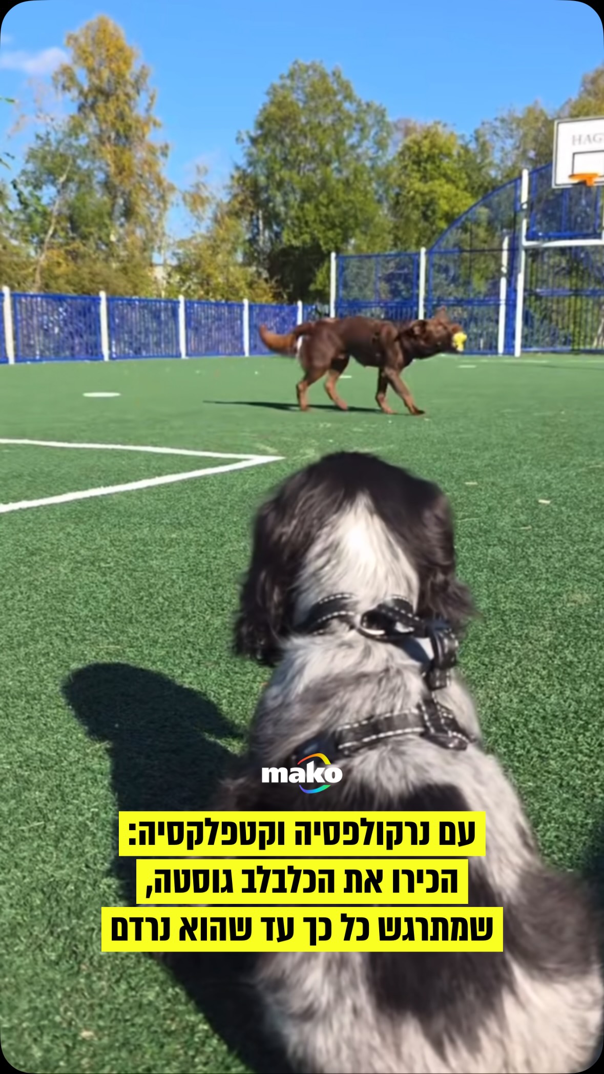 גוסטה נראה ברוב הזמן כמו כל גור אחר: הוא רץ ביער, סוחב מקלות...
