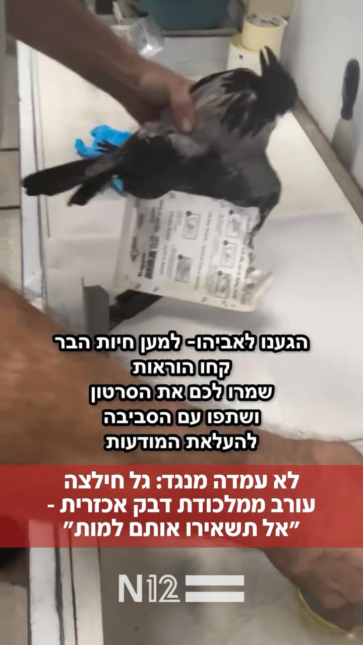 גל תיעדה חילוץ של עורב אפור שהסתבך נואשות במלכודת דבק. לאחר...
