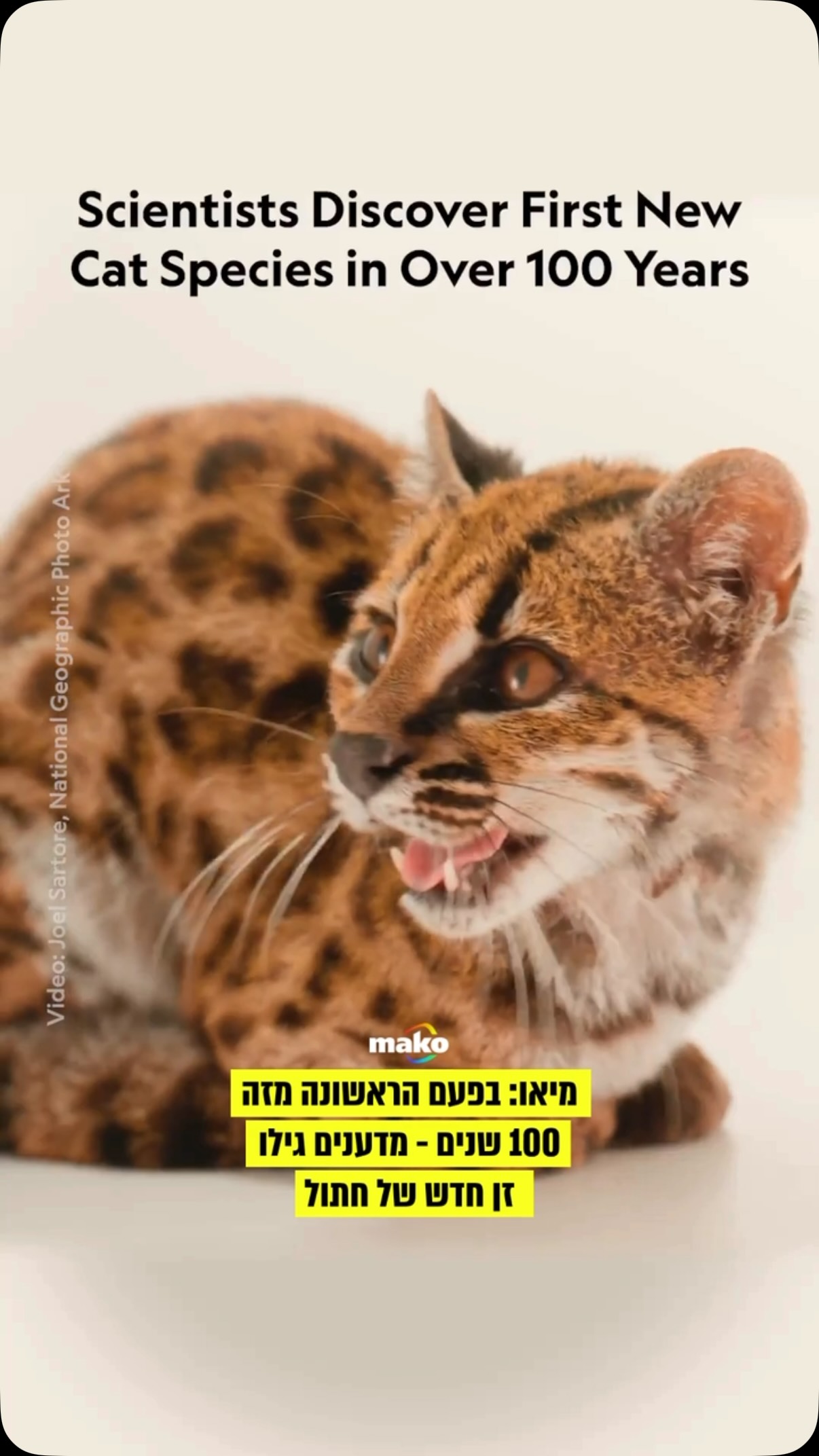 נמסנו: חתול בר קטן ומנומר, שנמצא משוטט לצד כביש בבוליביה,...