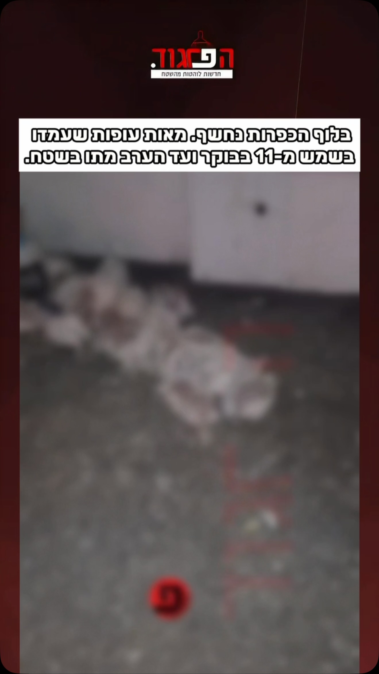 בלוף הכפרות נחשף...