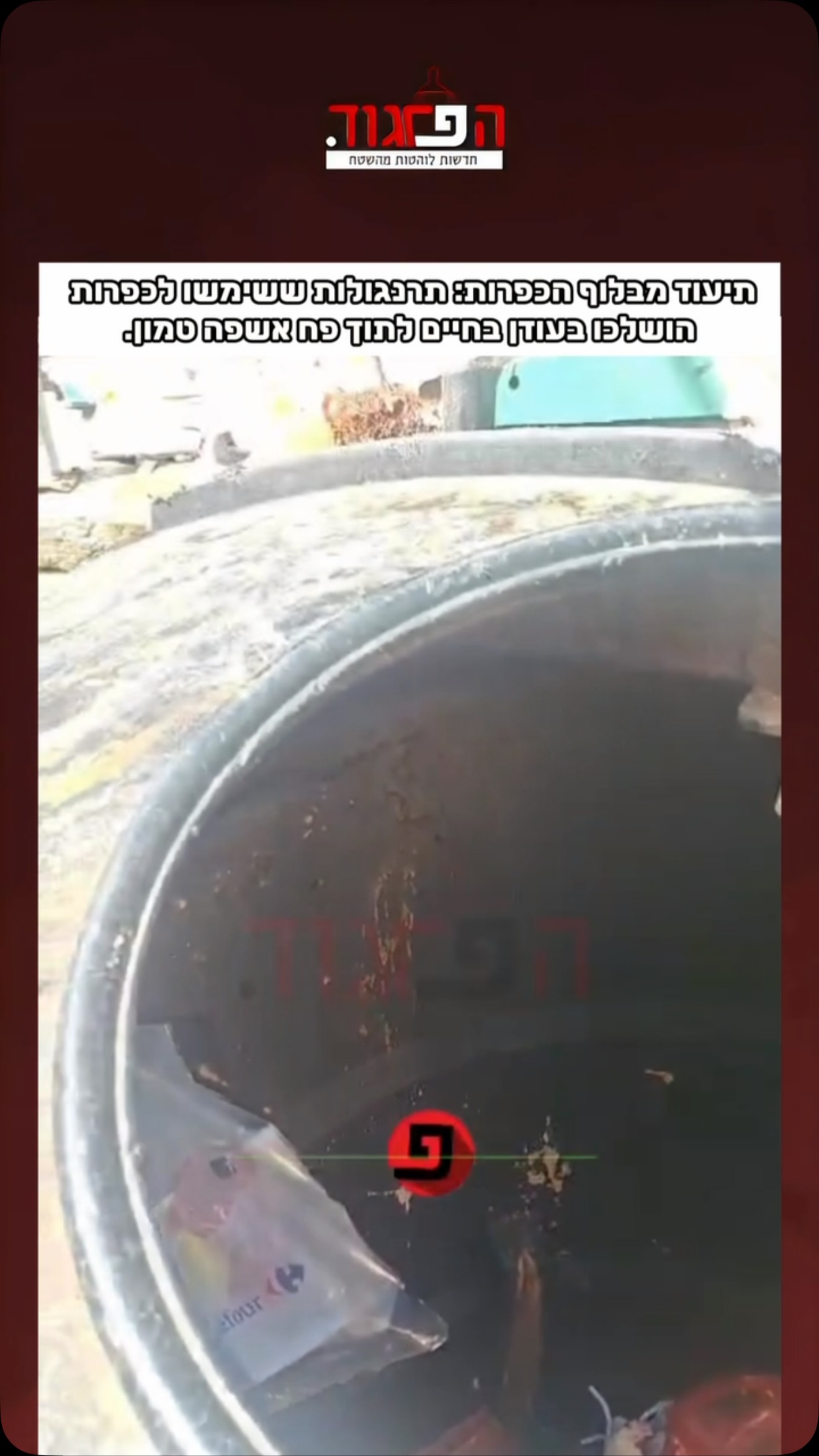 תיעוד מבלוף הכפרות: תרנגולות ששימשו לכפרות...