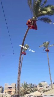 מרכז רצועת עזה: קריסה מסוג אחר על אוהלי העזתיים בדיר אלבלח...