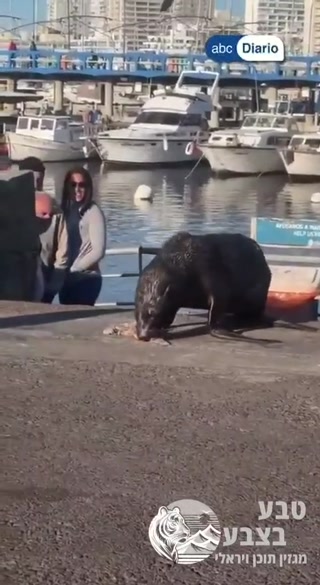 🦭 אריה הים רק רצה לאכול בשקט, אבל לשחף היו תוכניות אחרות...