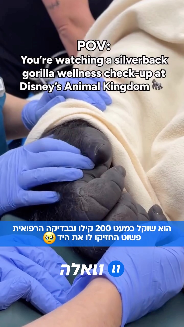בקארי, גורילה בן 21 והמנהיג החדש של להקת הגורילות בדיסני Animal...