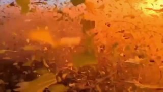 צילום של הגעת רחפן FPV אוקראיני על גבי רכב צבאי רוסי באזור...
