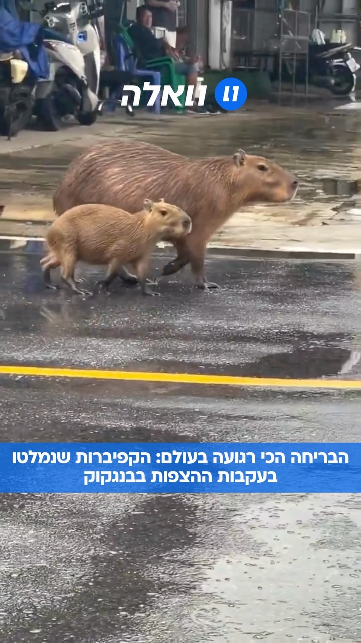 הצפות קשות פוקדות את בנגקוק ואזורים נוספים בתאילנד, ובימים...