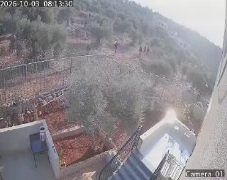 תיעוד: הפורעים היהודים שהגיעו למסיק הזיתים באדמות הכפר...