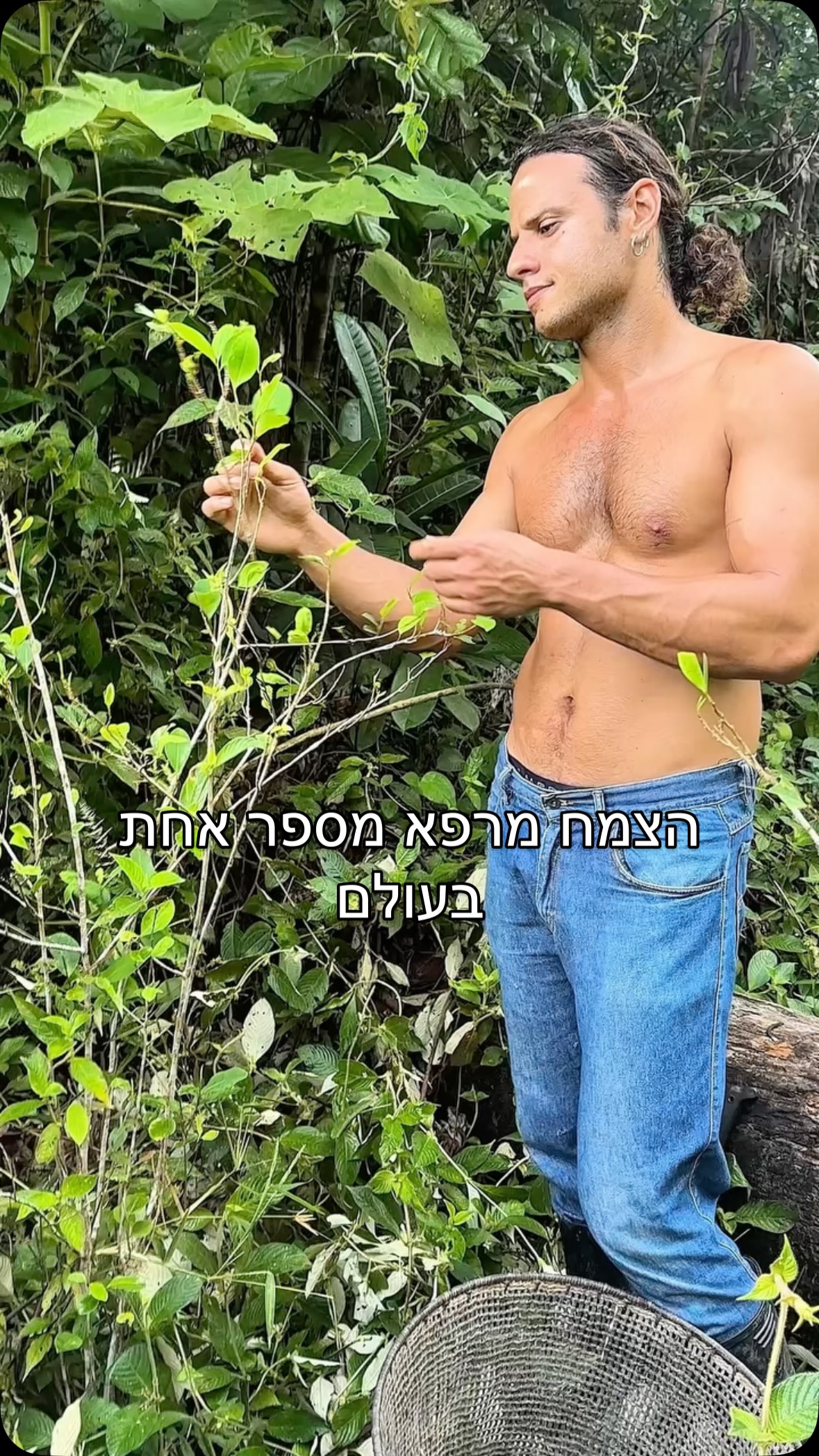הצמח המרפא מספר אחת בעולם — הקוקה...