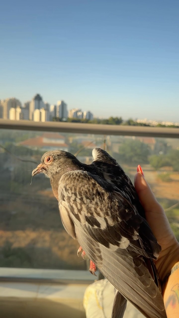 בוקר טוב! "שחרר את היונה"...