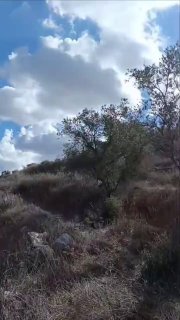 תקיפת היהודים סמוך לסבסטיה...