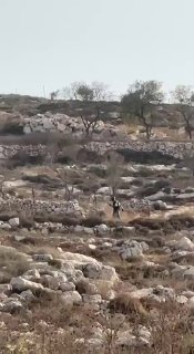 ד.ע מחשש שמדובר במטען ממולכד: כוחות צה״ל פוצצו תורן שעליו דגל...