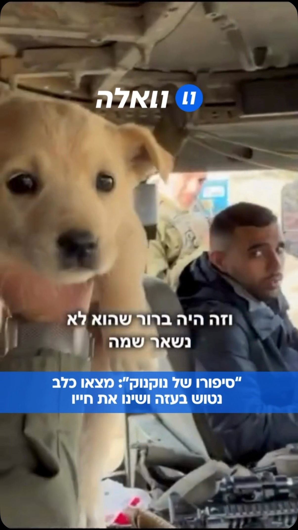 “פגשנו אותו לראשונה בעזה”: מצאו כלב נטוש והחליטו לא להשאיר...