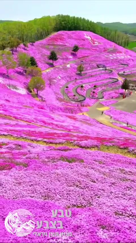 🌸 בכל אביב הגבעות בפארק היגאשימוקוטו שביפן מתכסות באינספור...