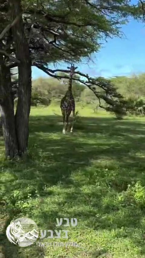 🦒 עם הרגליים הארוכות שלהן, ג'ירפות מסוגלות להגיע למהירות של...
