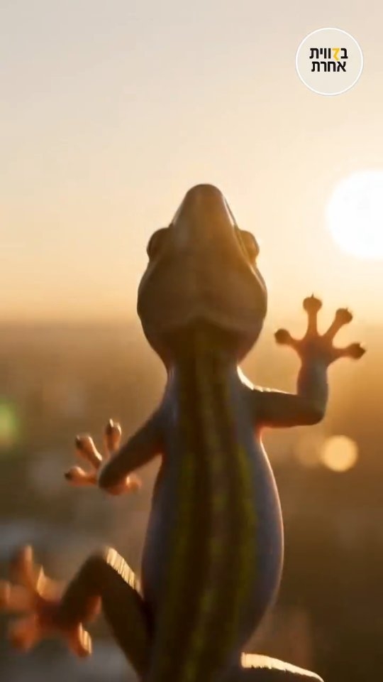 אחיזה אחרי אחיזה 🦎 האמונה איננה אחיזה אחת גדולה. היא אלפי...