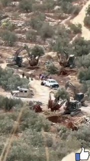 דחפורים ישראליים בליווי כוחות צה"ל עקרו עצי זית בעיירה בית...